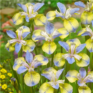Iris Sibirica 'Tipped In Blue'